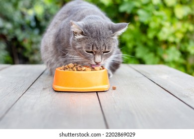 The cat eats dry food from a bowl in the garden.