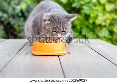 The cat eats dry food from a bowl in the garden.