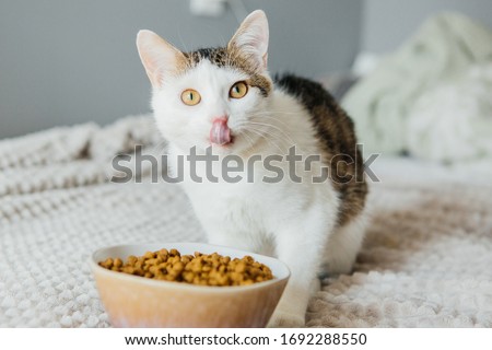 Cat eats dry food from a large bowl