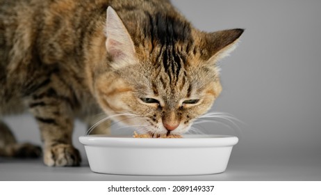 Cat eats food from a bowl, close up on grey background