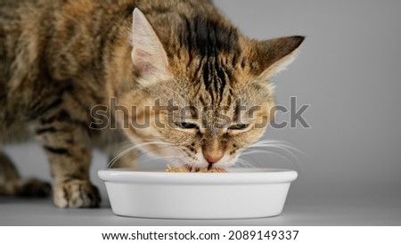 Cat eats food from a bowl, close up on grey background