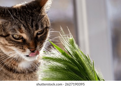 Cat eats grass in form of spikelets. By eating grass, cat cleanses its digestive tract of fur. Health and wellness concept for pet animal.