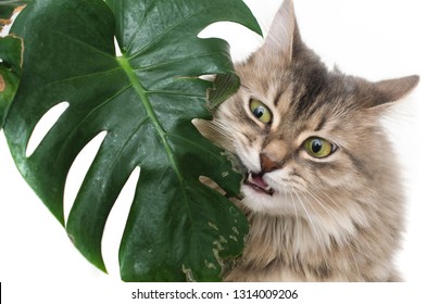Cat Eats Green Leaf Plant