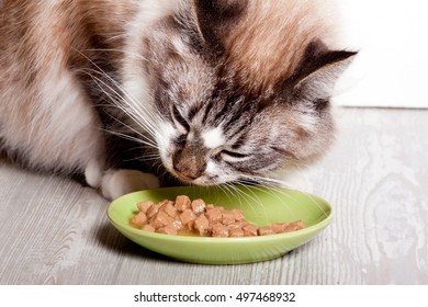 Cat Eats From A Plate Canned Food
