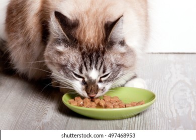 Cat eats from a plate canned food
 - Shutterstock ID 497468953