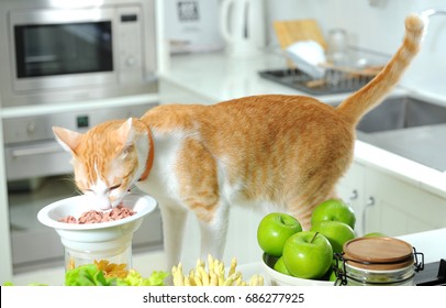cat eat tuna
