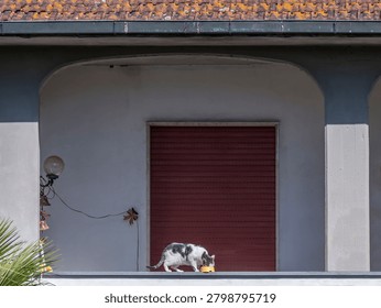A cat eats from a yellow bowl while balancing on the edge of a balcony on an upper floor of a house
