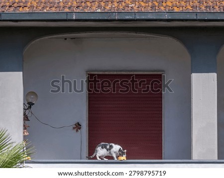 A cat eats from a yellow bowl while balancing on the edge of a balcony on an upper floor of a house