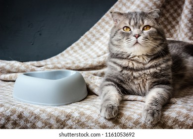 Cat And Empty Pet Food Bowl.