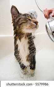 Cat Enjoying A Hot Bath And Shower