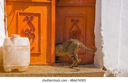 Cat Entering A Door. Cat Leaves Home, Cat Open And Entering Into A Door.