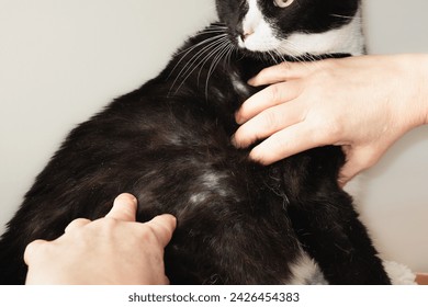 Cat examination with bald spots and thinning fur from overgrooming. Hands inspecting bald spots. Psychogenic Alopecia or psychological baldness. 9 years old, male tuxedo cat. Selective focus. - Powered by Shutterstock