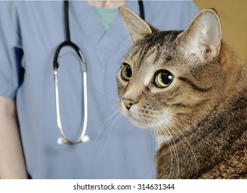 Cat Examined By Veterinarian 