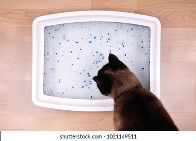 cat examines kitty litter box with eco-friendly silicate litter
