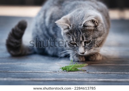 The cat examines, plays with an insect, a grasshopper. The cat sits in front of the insect. Funny pets.