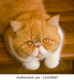 Cat (exotic Shorthair)