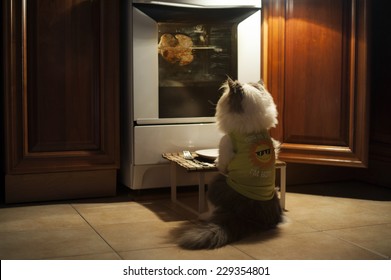 Cat Expects Cooking Chicken