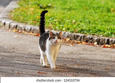 Cat With Extended Tail Walking On The Street