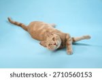 Cat extends limbs wide while lying on blue background.