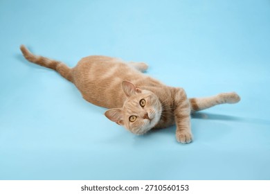 Cat extends limbs wide while lying on blue background.