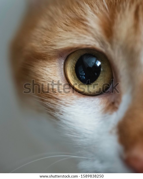 Cat eye. Close-up of\
one eye of yellow cat. Sarman cat. Suitable for studies on animal\
rights or cats.