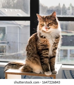 Cat with eye infection. Conjunctivitis caused by feline herpes virus. One eye is closed because it's painful. Female kitten sitting on a shelf in front of a window. Torbie cat (tortoiseshell tabby)