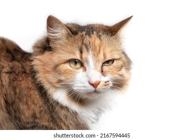 Cat with eye infection looking at camera. Close up of cat with one eye glassy, teary and discolored. Cat eye half closed from pain. Conjunctivitis, feline herpes virus or allergy. Selective focus. - Shutterstock ID 2167594445