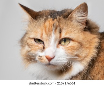 Cat with eye infection looking at camera. Front view of cat with one eye glassy, teary and discolored. Cat eye half closed from pain. Conjunctivitis, feline herpes virus or allergy. Selective focus. - Shutterstock ID 2169176561