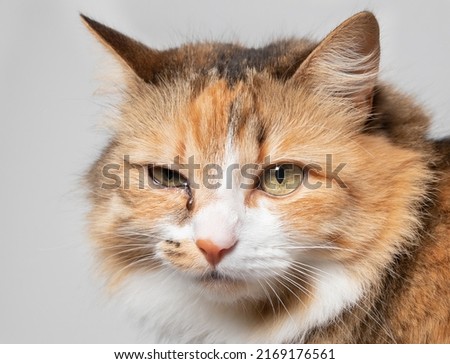 Cat with eye infection looking at camera. Front view of cat with one eye glassy, teary and discolored. Cat eye half closed from pain. Conjunctivitis, feline herpes virus or allergy. Selective focus.