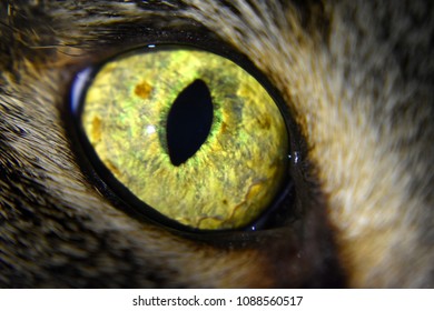 Cat Eye Macro