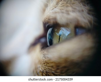 Cat Eye, Macro Shot, Close Up Shot