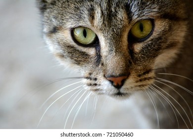 Bigotes Gato Images Stock Photos Vectors Shutterstock