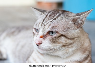 Cat Eyes Problem Watery Eyes Discharge Stock Photo 1949259154 ...