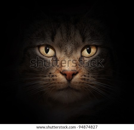 Cat face with beautiful eyes close up portrait