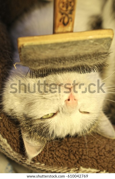 cat face brush