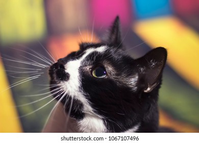 Cat face close up