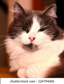 Cat face close up