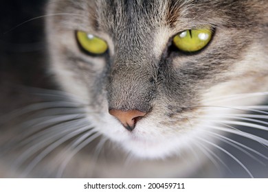 Cat face close up
