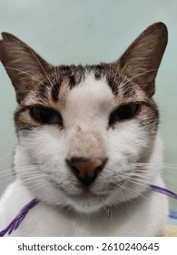 a cat face close up looking so funny