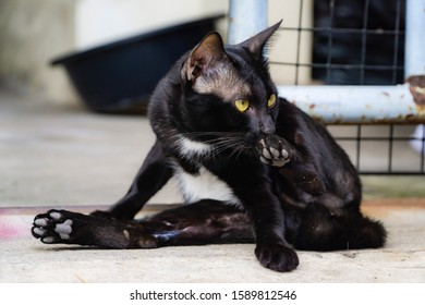 The Cat Face Looking Straight At The Photographer. Cats Facing Towards The Photographer.