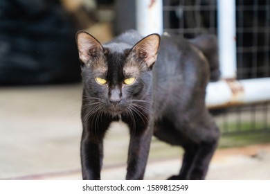 The Cat Face Looking Straight At The Photographer. Cats Facing Towards The Photographer.