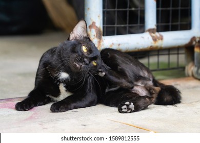 The Cat Face Looking Straight At The Photographer. Cats Facing Towards The Photographer.