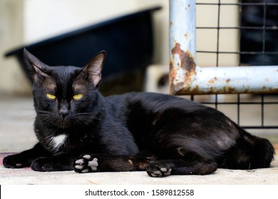 The Cat Face Looking Straight At The Photographer. Cats Facing Towards The Photographer.