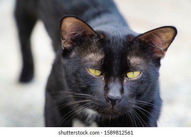 The Cat Face Looking Straight At The Photographer. Cats Facing Towards The Photographer.