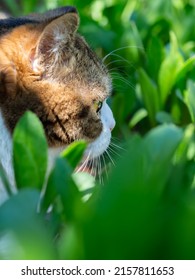 Cat Face Profile With Blurred Greenery