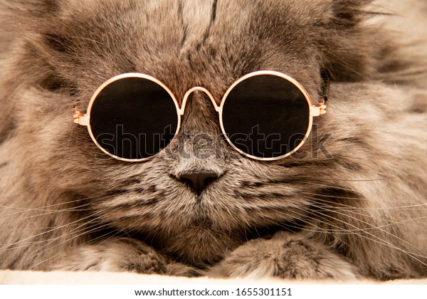 cat with round glasses