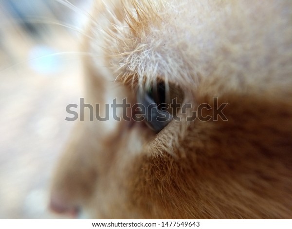 Cat Face Side View Blur Background Stock Photo (Edit Now) 1477549643