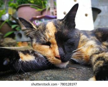 Cat Face Two Color Sleep On Old Brick In Garden