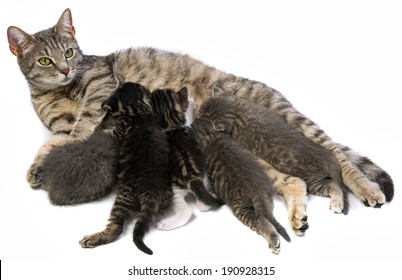 Cat Family Cat Her Kittens Stock Photo 190928315 | Shutterstock