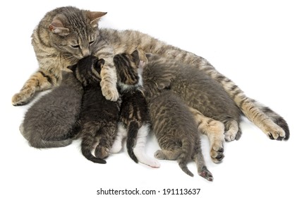 Cat Family Cat Her Kittens Stock Photo 191113637 | Shutterstock